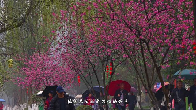 三月雨绵绵,品味桃花源