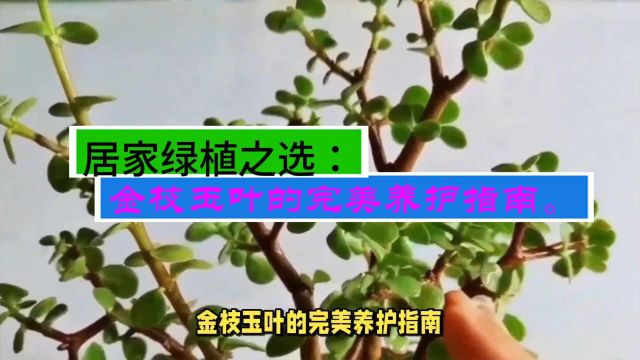 居家绿植之选:金枝玉叶的完美养护指南.