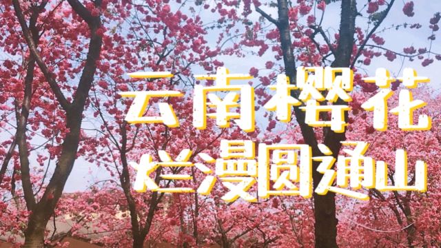 哀牢山之约:2024云南樱花节,烂漫昆明圆通山