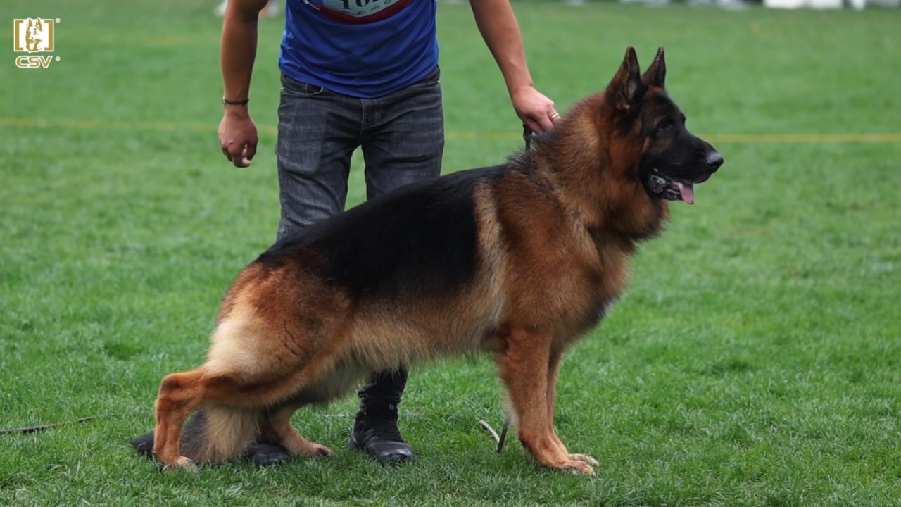 2023年秋季·csv德国牧羊犬中国优胜繁殖展成年公犬组va6犬只讲评