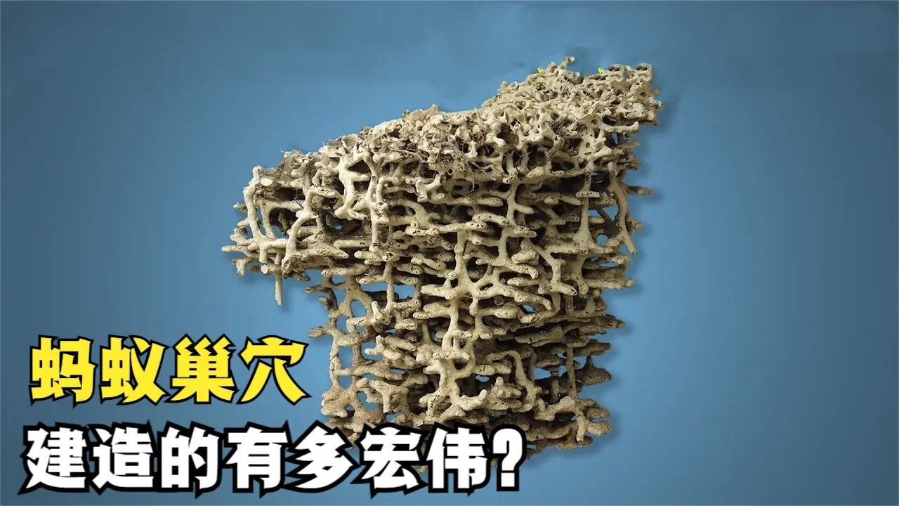 蚂蚁的巢穴有多么惊人?简直是一座地下王朝,工程量堪比万里长城