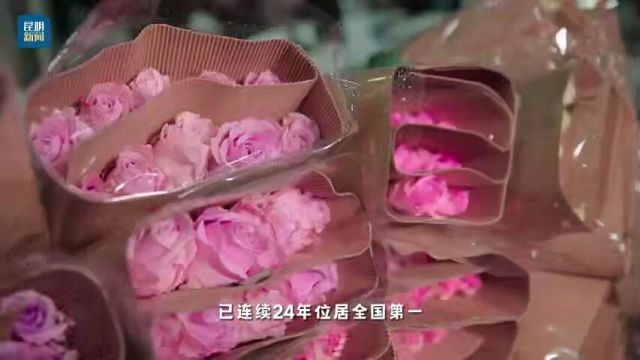 与花为伴,一路芬芳,来“中国春城”“亚洲花都”赴一场浪漫之约