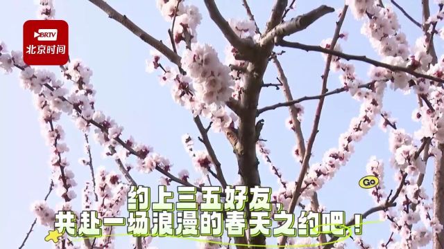 平谷区东杏园村杏花进入盛放期