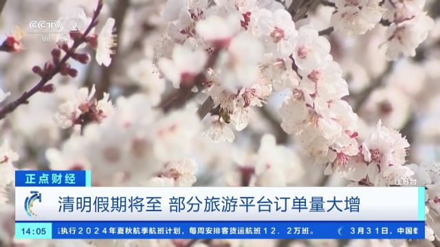 西藏林芝:桃花绵延映雪山 民宿酒店预订火爆