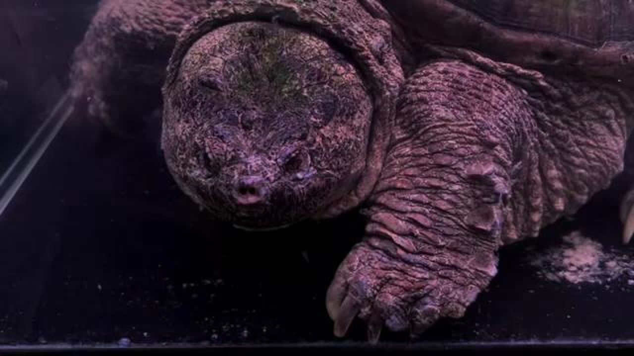 饿了一个月的鳄龟,一顿吞下两条大黑鱼#佛鳄龟 #捕食瞬间 #亚马逊猛鱼