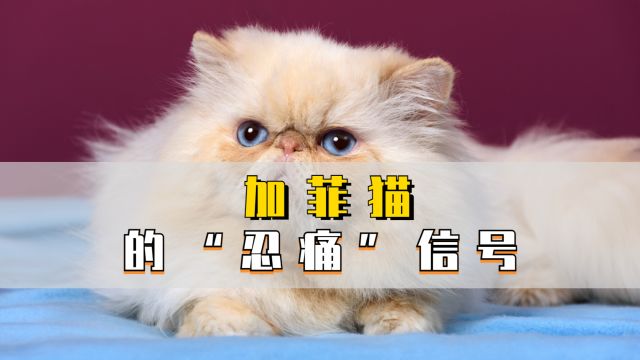 加菲猫忍痛的3种信号,不容忽视!