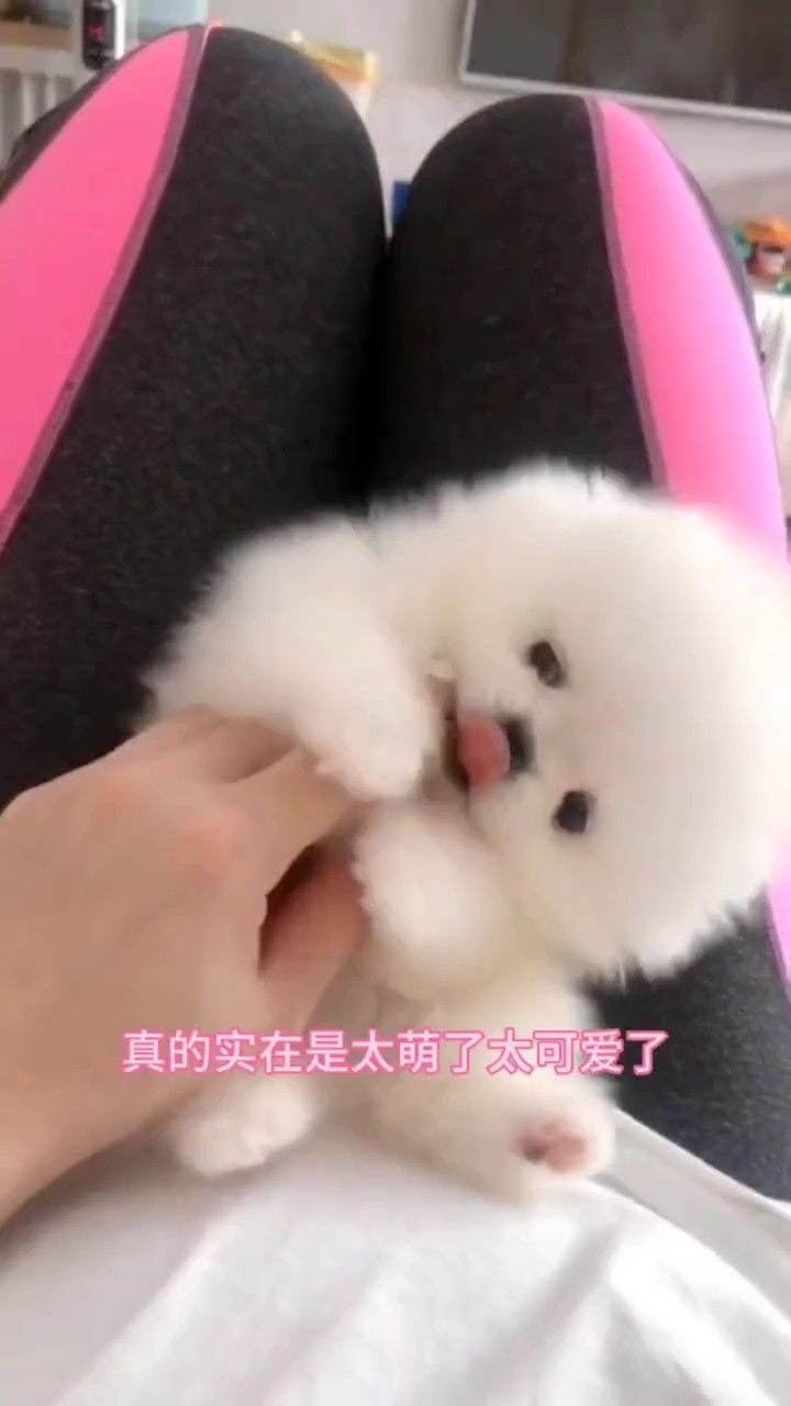 活泼可爱的博美宝宝