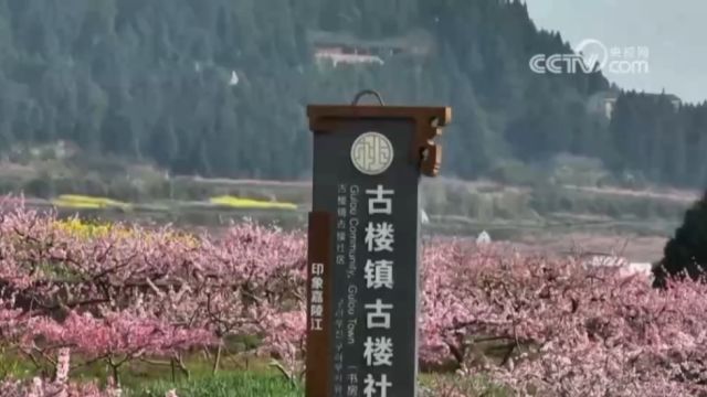 春暖花开!四川西充粉红桃花竞相绽放,踏青赏花赋能文旅