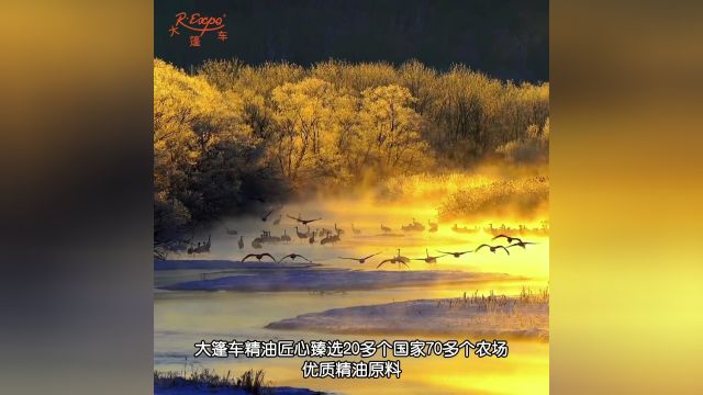 丝柏精油 | 给予感受根植于大地的沉稳