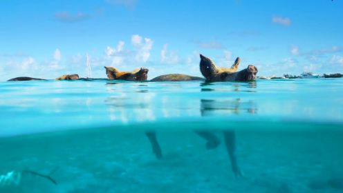 巴哈马猪岛：一座猪比人过的舒服的小岛