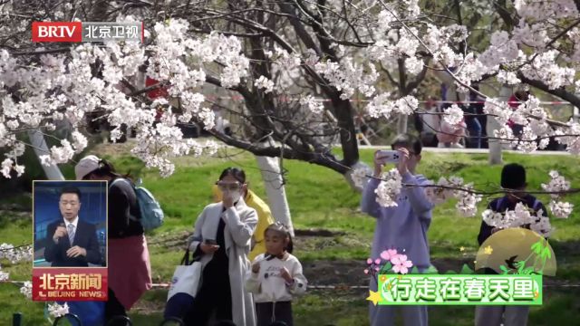 行走在春天里!双休日11万人次在玉渊潭赏樱花