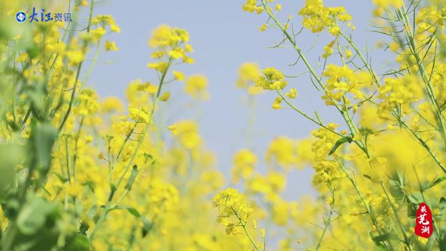 最芜湖ⷦ𕪦𜫮Š春日