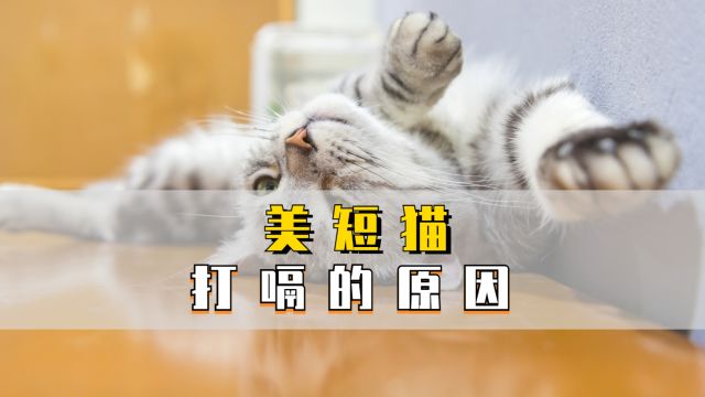 美短猫竟然也会打嗝?可能是这些原因!