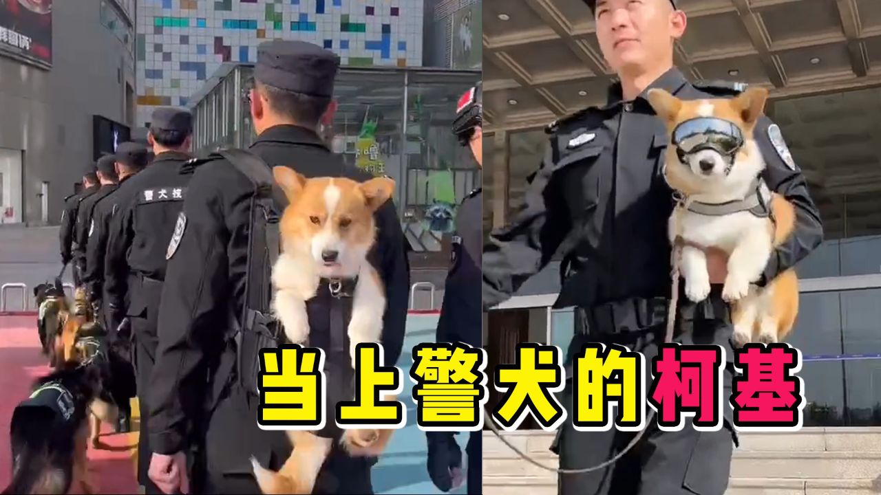 谁说柯基不能当警犬,狗生辉煌的一面