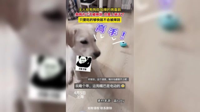 主人给狗狗吃加辣的烤面筋,狗狗为了不被辣到 也是上绝活了,只要吃的够快就不会被辣到