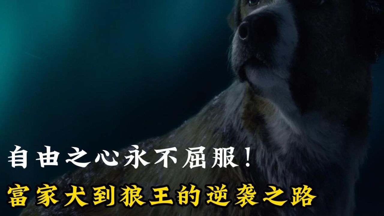 富家犬到狼王的逆袭之路,自由之心永不屈服!