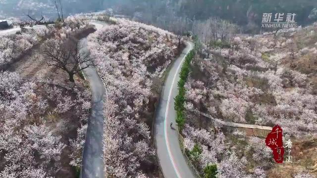 千城百县看中国|山东五莲:樱桃花开春色璀璨