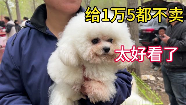 河北最大的狗市,一条韩系比熊种公给1万5都不卖,配种少1500免谈