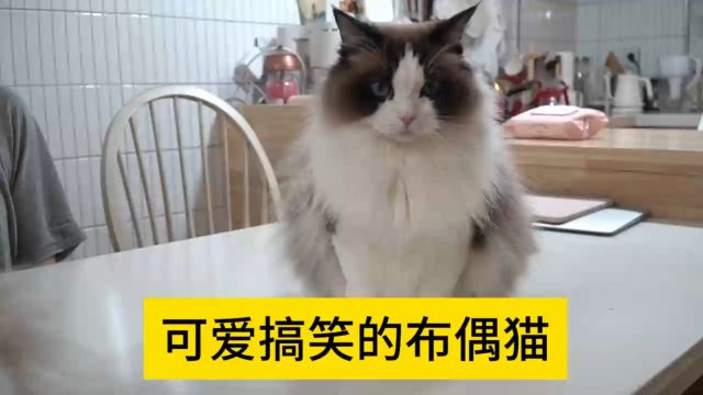 完成 可爱搞笑的布偶猫