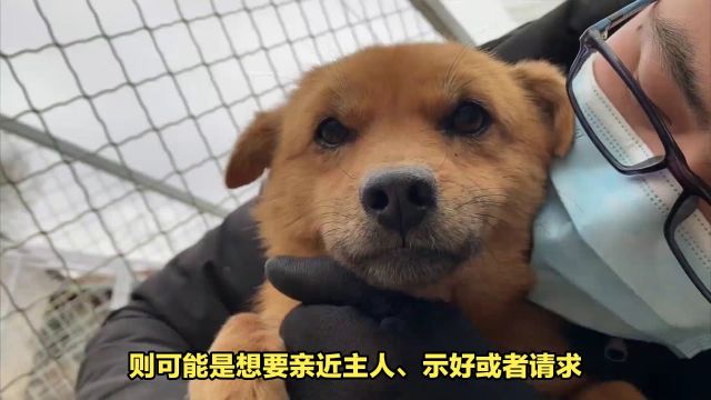 宠物狗狗紧贴墙壁、咬衣物、咆哮等行为表示什么?