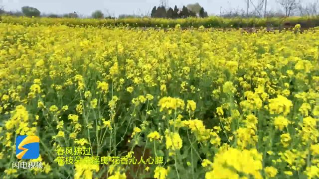 枣庄市市中区:油菜花开美如画 踏青赏花正当时