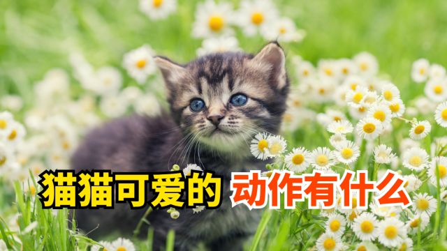 猫猫可爱的动作有什么?一起来看吧!