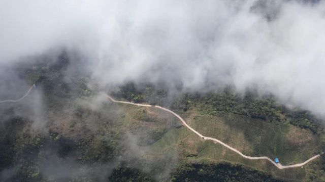 重庆酉阳:“云端”茶园助力农户增收