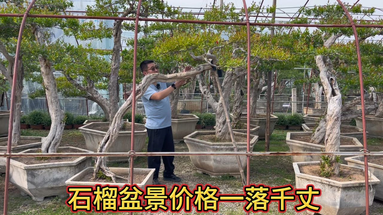 46棵老桩石榴何去何从?2000多就像白捡的一样