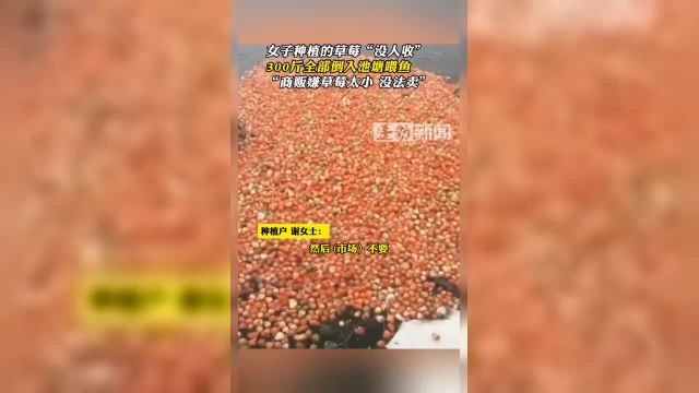 女子种植的草莓“没人收”300斤全部倒入池塘喂鱼“商贩嫌草莓太小 没法卖”