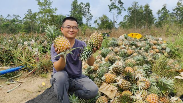 4月份的凤梨甜度进入巅峰,再不吃要过季啦