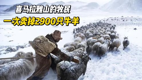 喜马拉雅山的牧民，一次卖掉2900只羊，选择进城打工