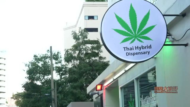 泰国的大麻开放政策已濒临失控边缘?新一代或面临巨大健康隐患