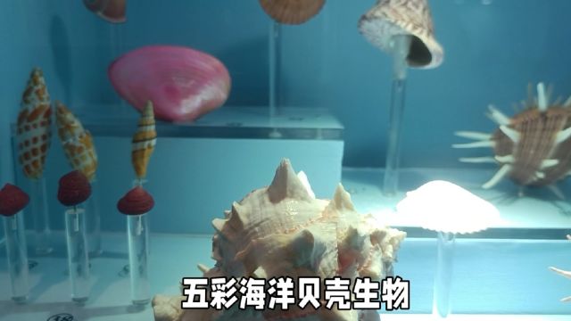 五彩海洋贝壳生物