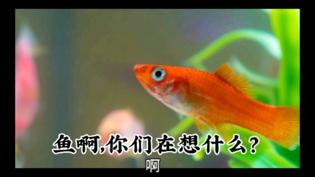 关于鱼的脑洞