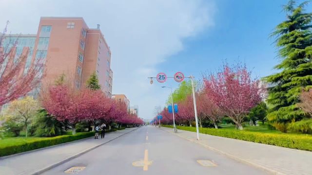 甘肃庆阳市最高学府陇东学院校园樱花开了,好漂亮