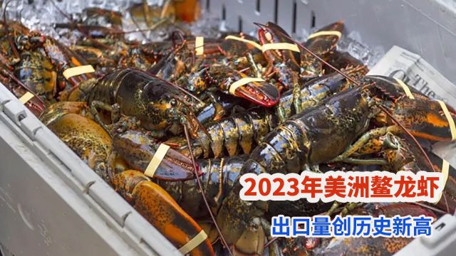 受中国市场强烈需求影响,2023年美洲鳌龙虾出口量创历史新高