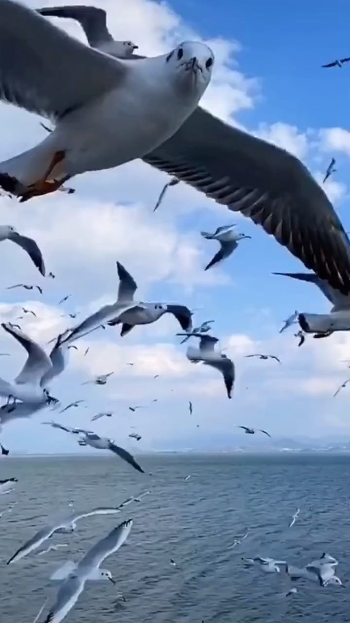 《彩云伴海鸥》!昆明滇池!