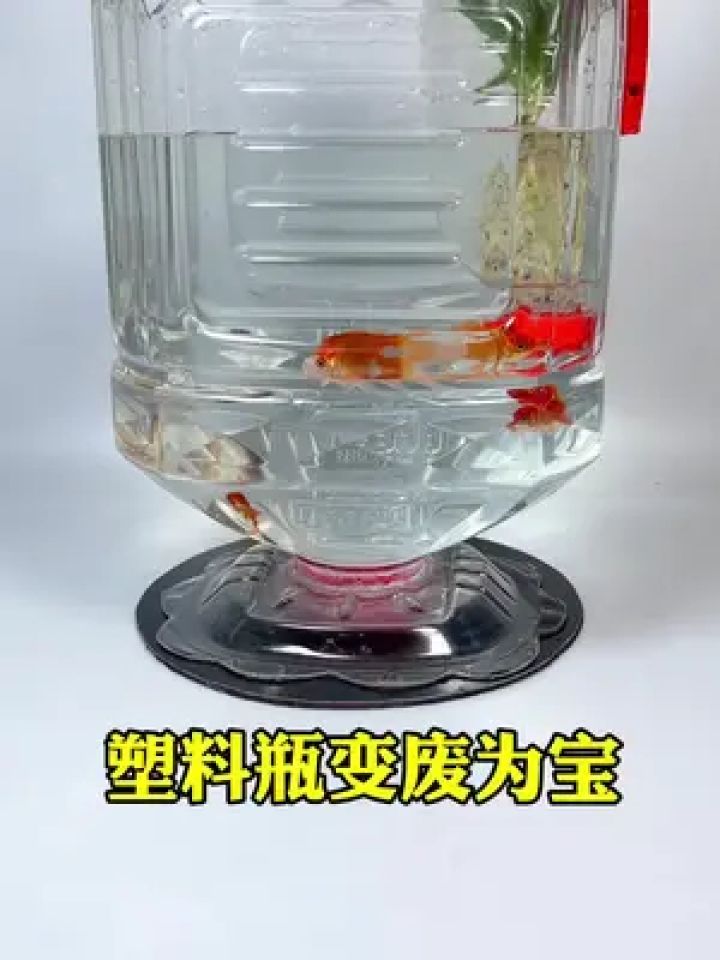 饮料瓶做鱼缸简单的图片