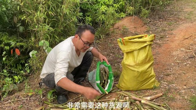 满山跑的小野笋,广东老板很喜欢,办加工厂收购,又可以赚钱了