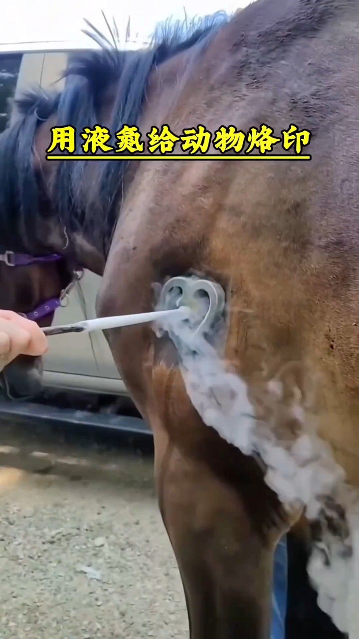 用液氮给动物烙印