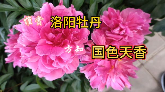 国花园内观牡丹,感触国色天香