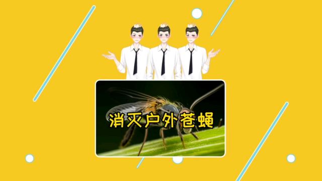 第156期|揭秘!消灭家里苍蝇的10种方法