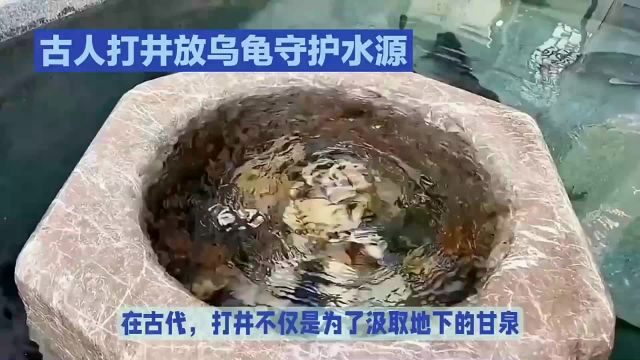 古代智慧揭秘:乌龟守护井水的奥秘