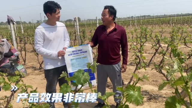 果树种植果子开个快,果个大,转色好,口感好,果子非常甜,河北陈大哥对夫沃施沃叶水溶肥的效果非常认可.