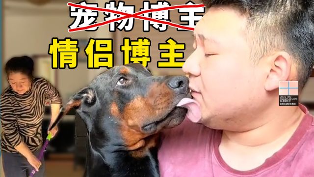 全网最烧气的杜宾犬,网友:头一次用“老嫂子”来形容一只狗 #杜宾犬 #精神抚慰犬 #萌宠