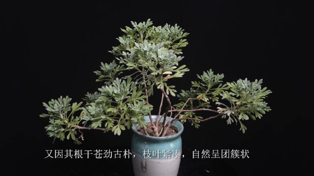 芙蓉菊的介绍与养护