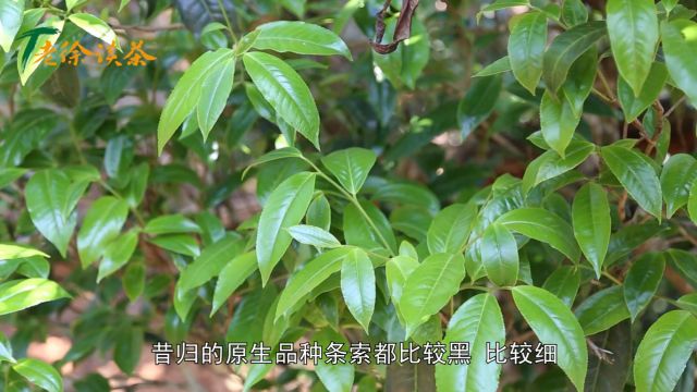 【老徐谈茶】第367期:2024昔归茶山之行,通过对比直观了解昔归原生品种藤条茶!