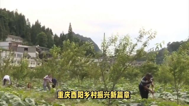 酉阳特色种植绘就幸福画卷