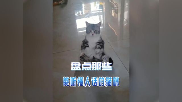 会说话的猫咪