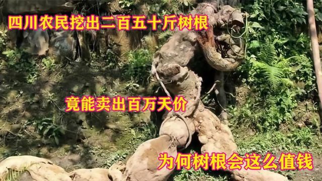 四川农民挖出250斤树根,竟卖出百万天价,为何树根会这么值钱? (1)